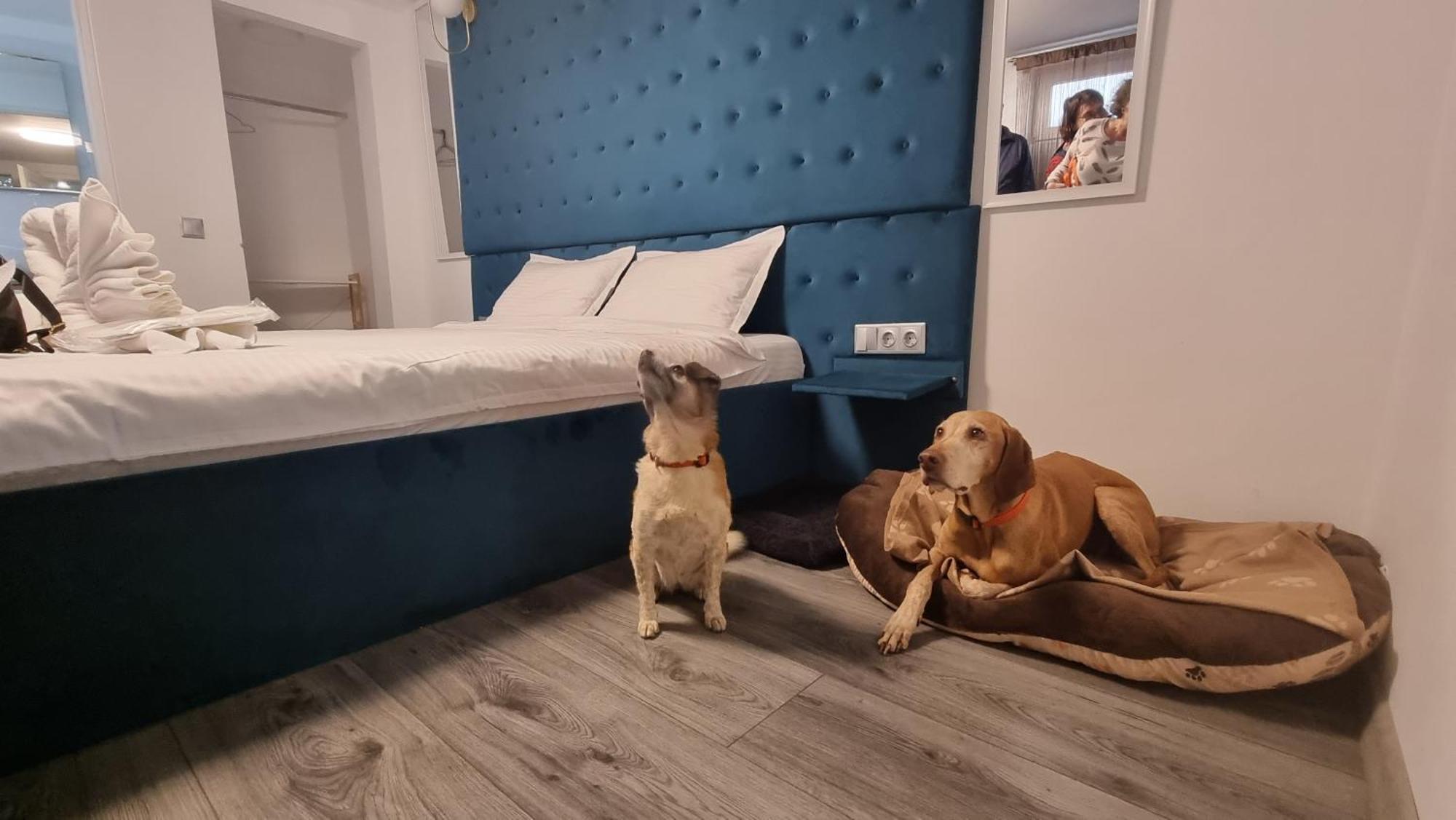 Pensiunea Ober Braşov Esterno foto